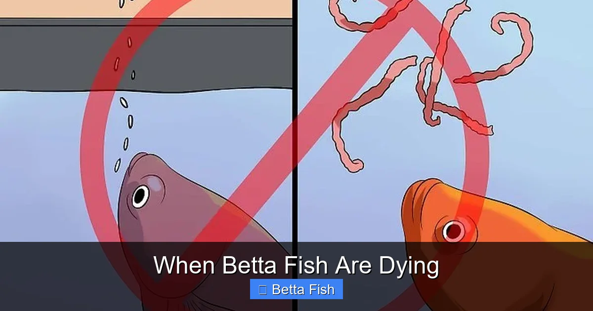 When Betta Fish Are Dying