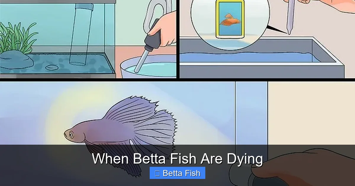 When Betta Fish Are Dying