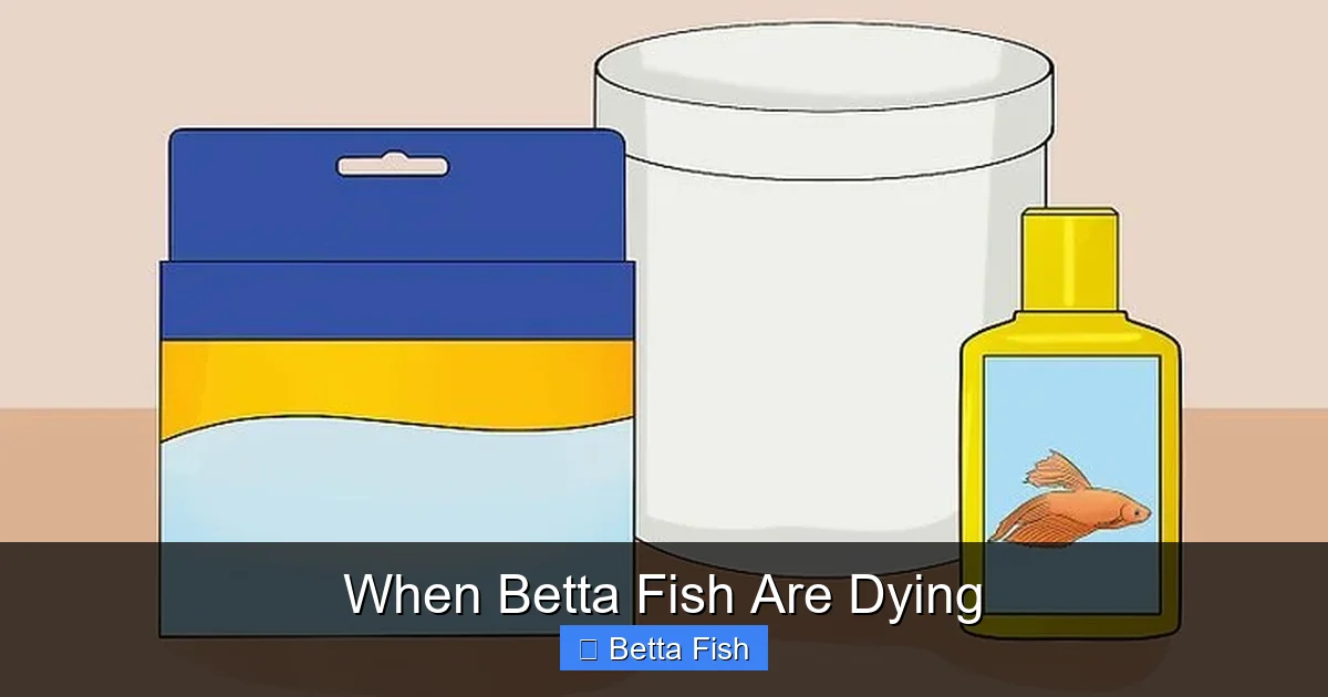 When Betta Fish Are Dying