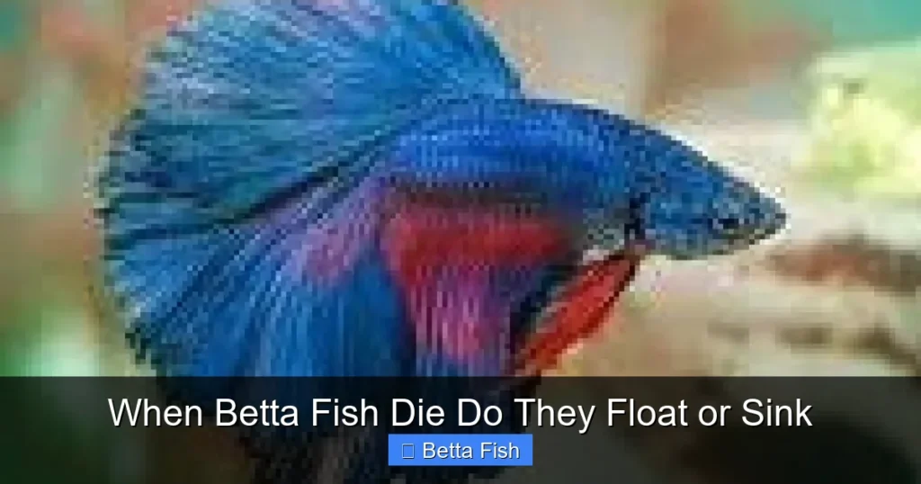 When Betta Fish Die Do They Float or Sink