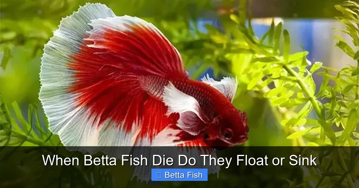 When Betta Fish Die Do They Float or Sink