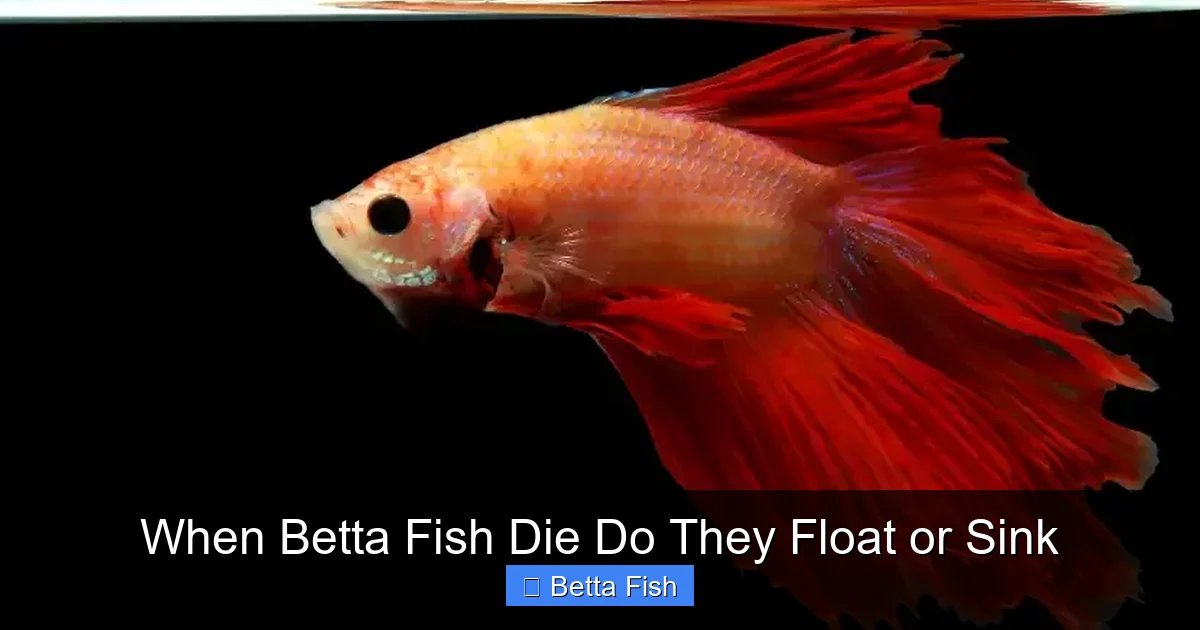 When Betta Fish Die Do They Float or Sink
