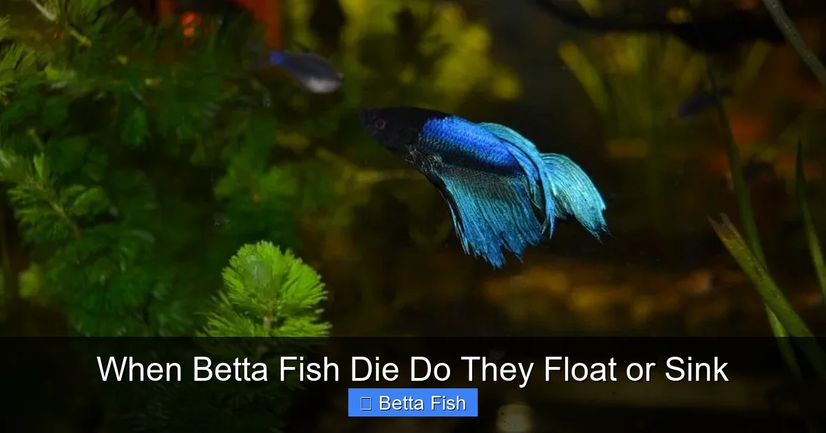 When Betta Fish Die Do They Float or Sink