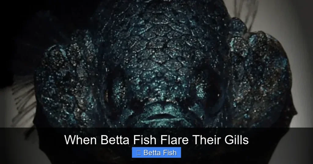 When Betta Fish Flare Their Gills