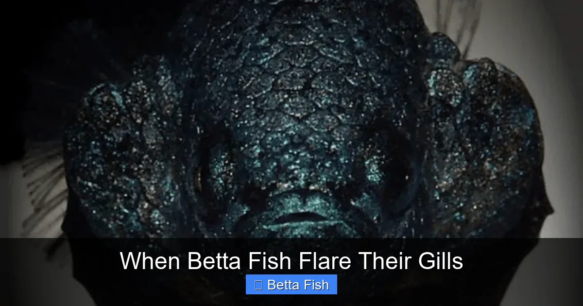 When Betta Fish Flare Their Gills