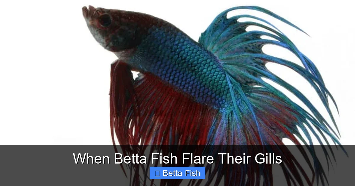 When Betta Fish Flare Their Gills