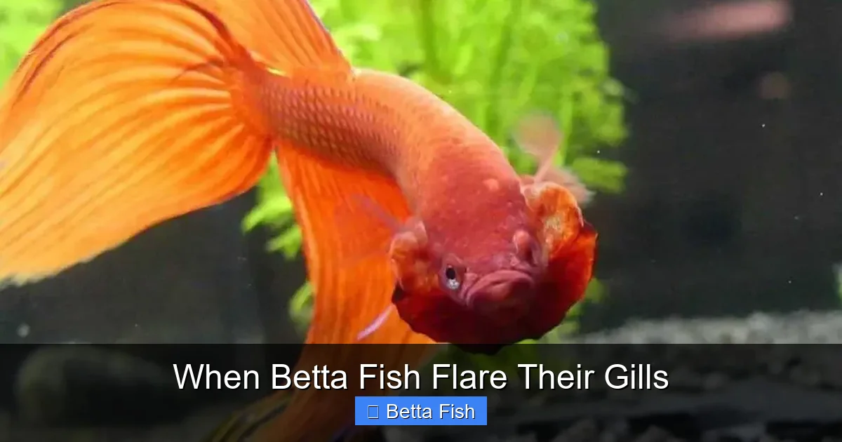 When Betta Fish Flare Their Gills