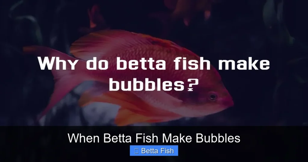 When Betta Fish Make Bubbles