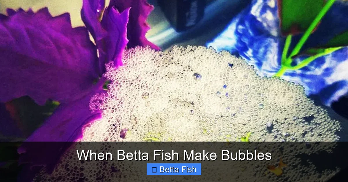 When Betta Fish Make Bubbles