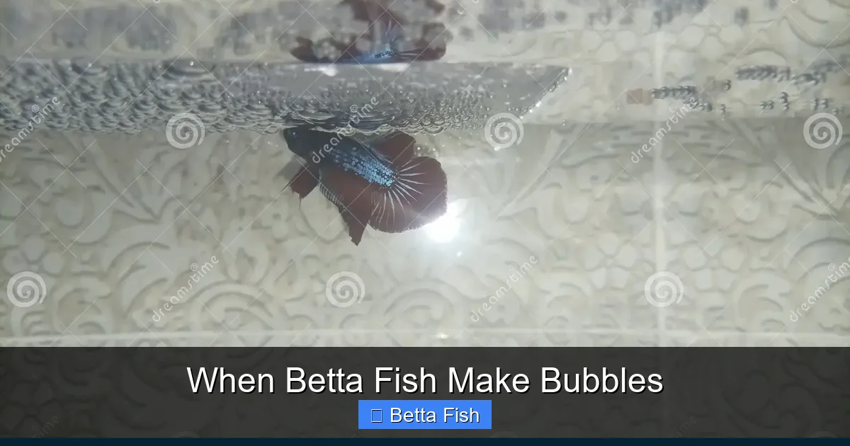 When Betta Fish Make Bubbles