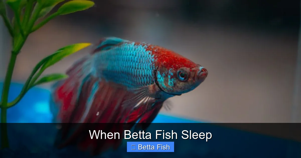 When Betta Fish Sleep