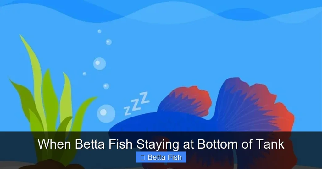 When Betta Fish Staying at Bottom of Tank