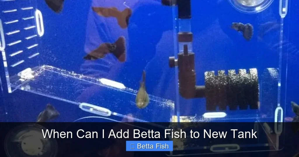 When Can I Add Betta Fish to New Tank
