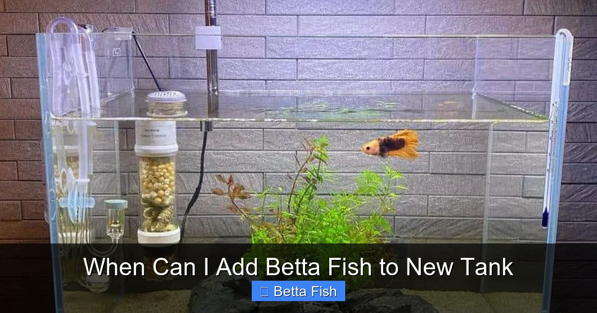 When Can I Add Betta Fish to New Tank
