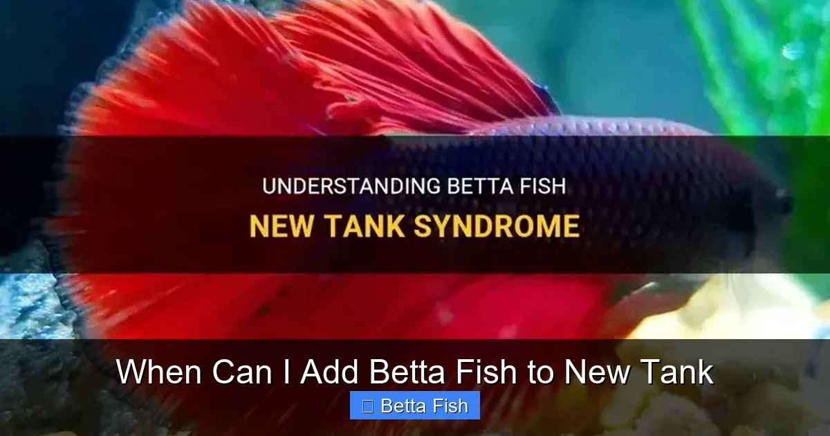 When Can I Add Betta Fish to New Tank