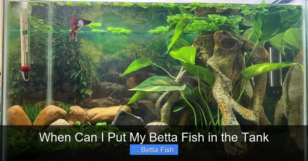 When Can I Put My Betta Fish in the Tank