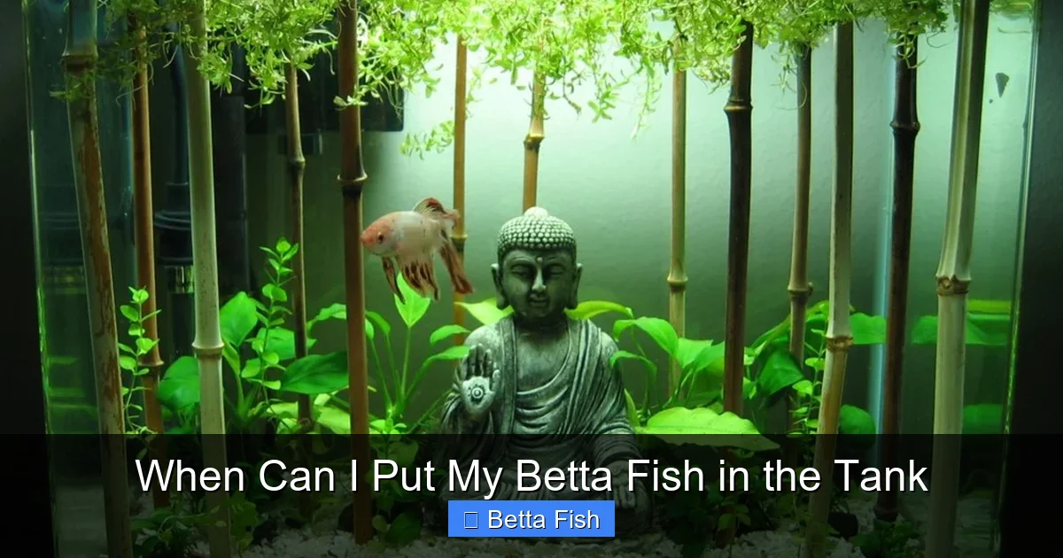 When Can I Put My Betta Fish in the Tank
