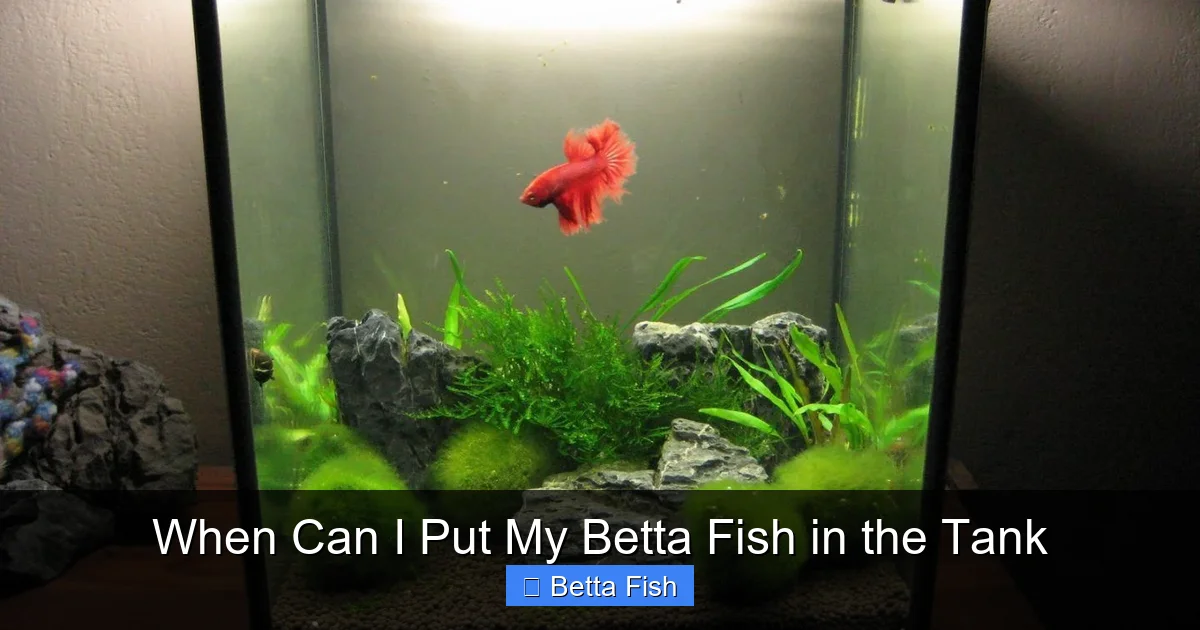 When Can I Put My Betta Fish in the Tank