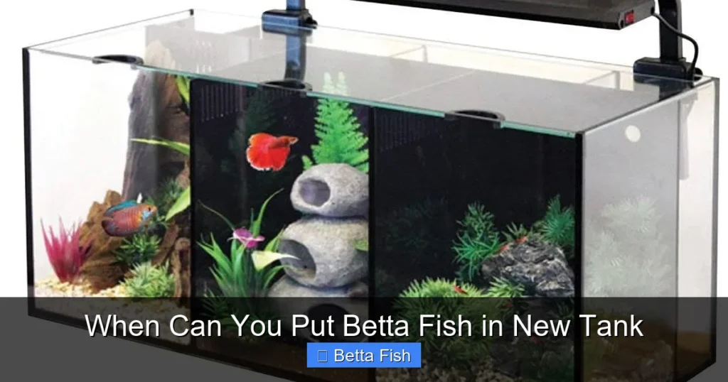 When Can You Put Betta Fish in New Tank