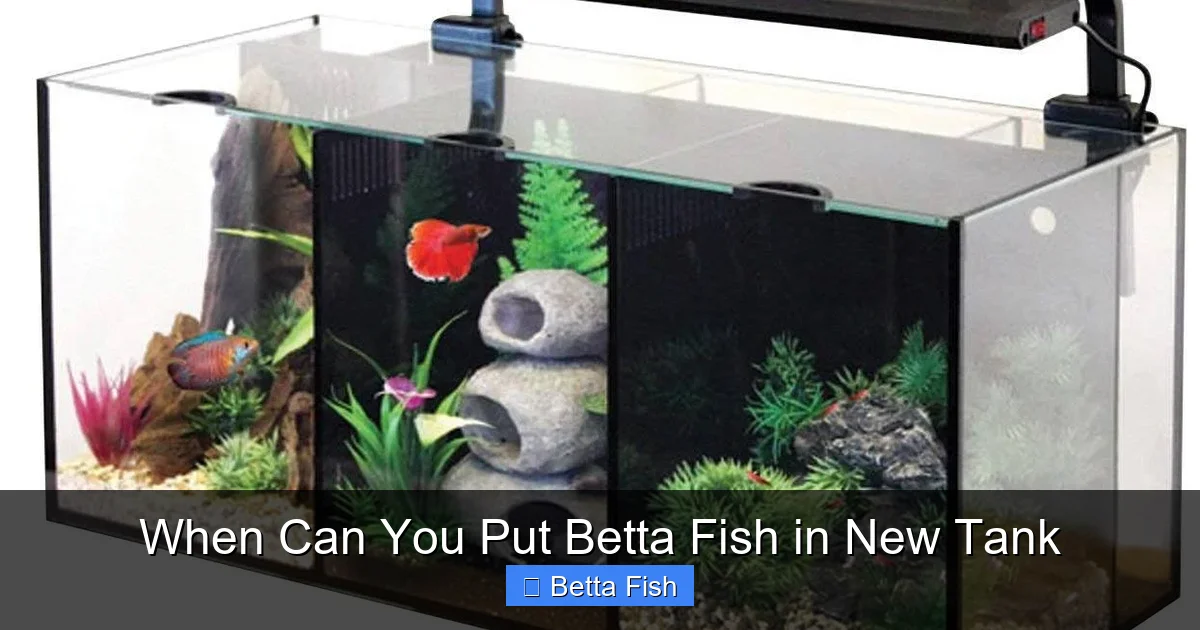 When Can You Put Betta Fish in New Tank