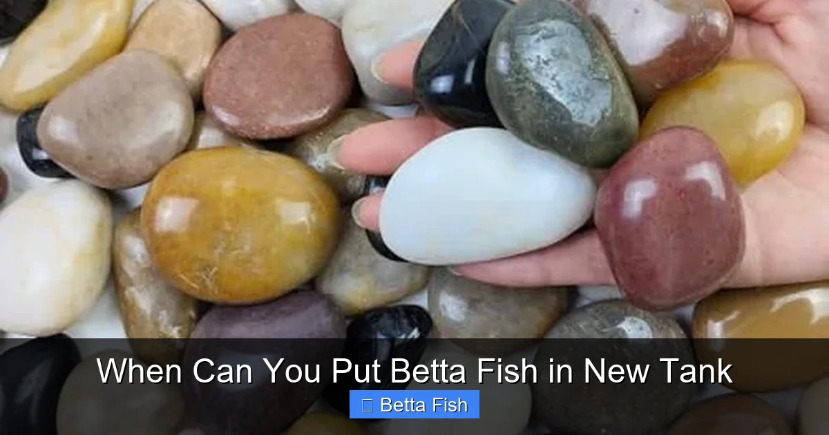 When Can You Put Betta Fish in New Tank