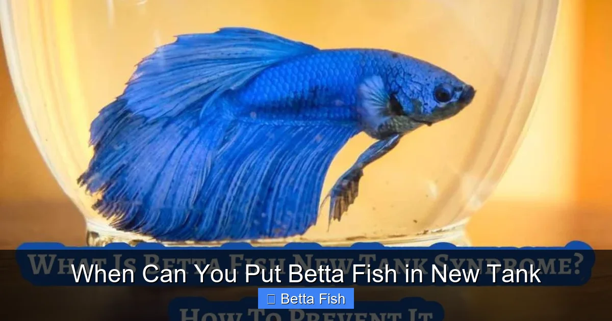 When Can You Put Betta Fish in New Tank
