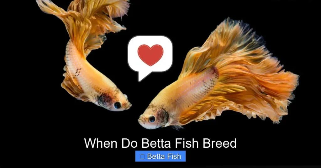 When Do Betta Fish Breed