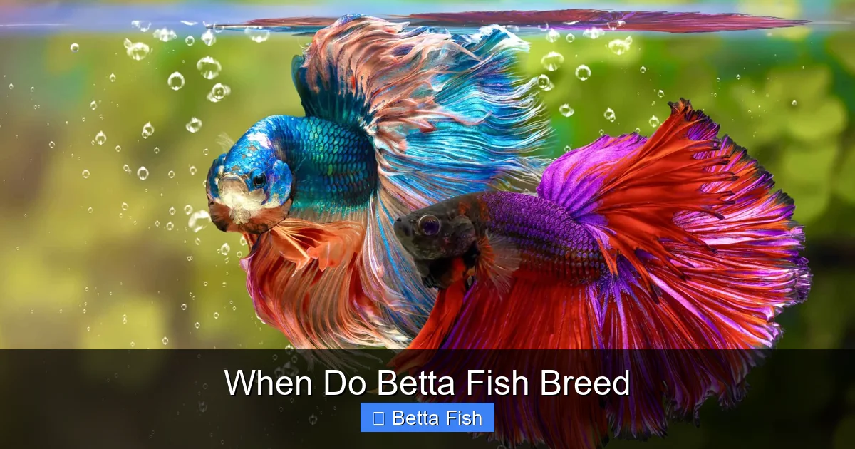 When Do Betta Fish Breed