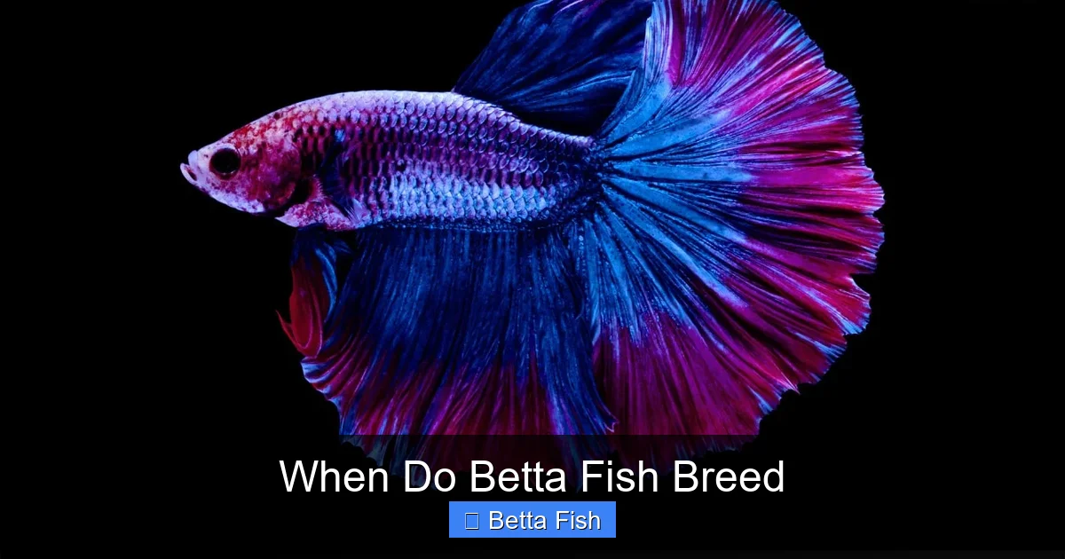 When Do Betta Fish Breed