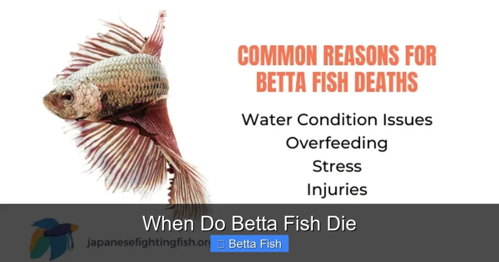 When Do Betta Fish Die
