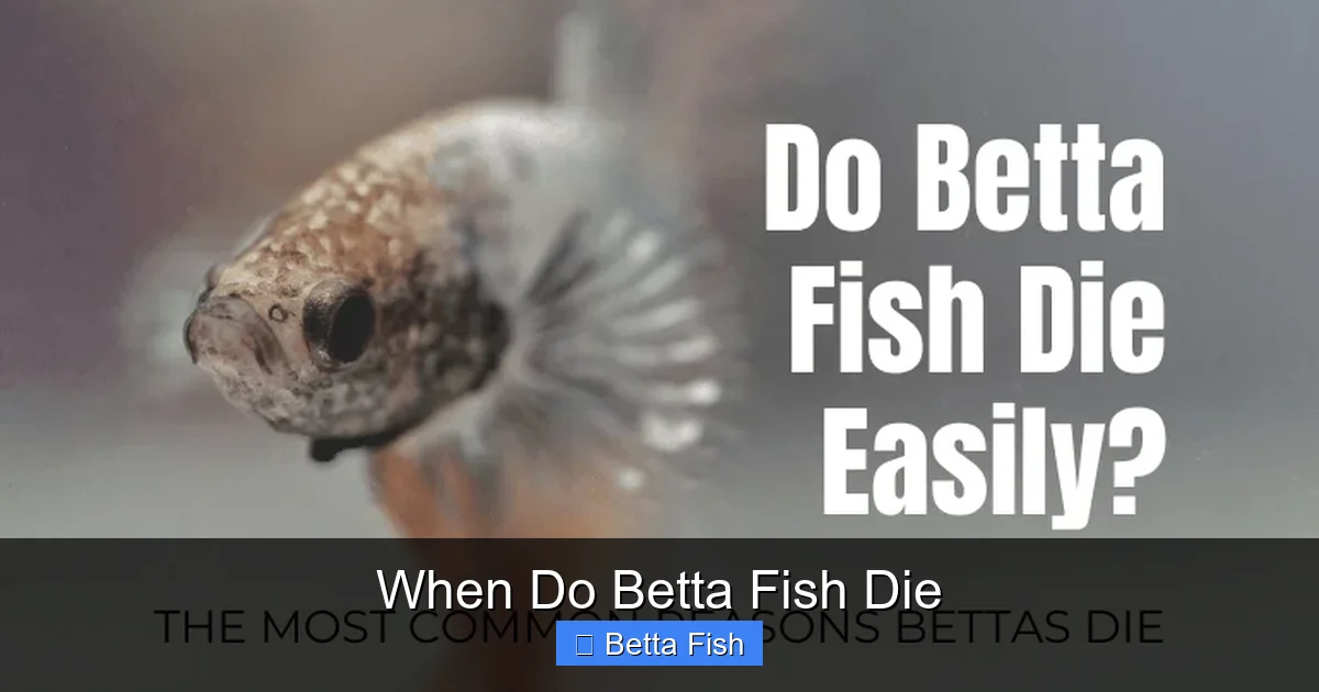 When Do Betta Fish Die