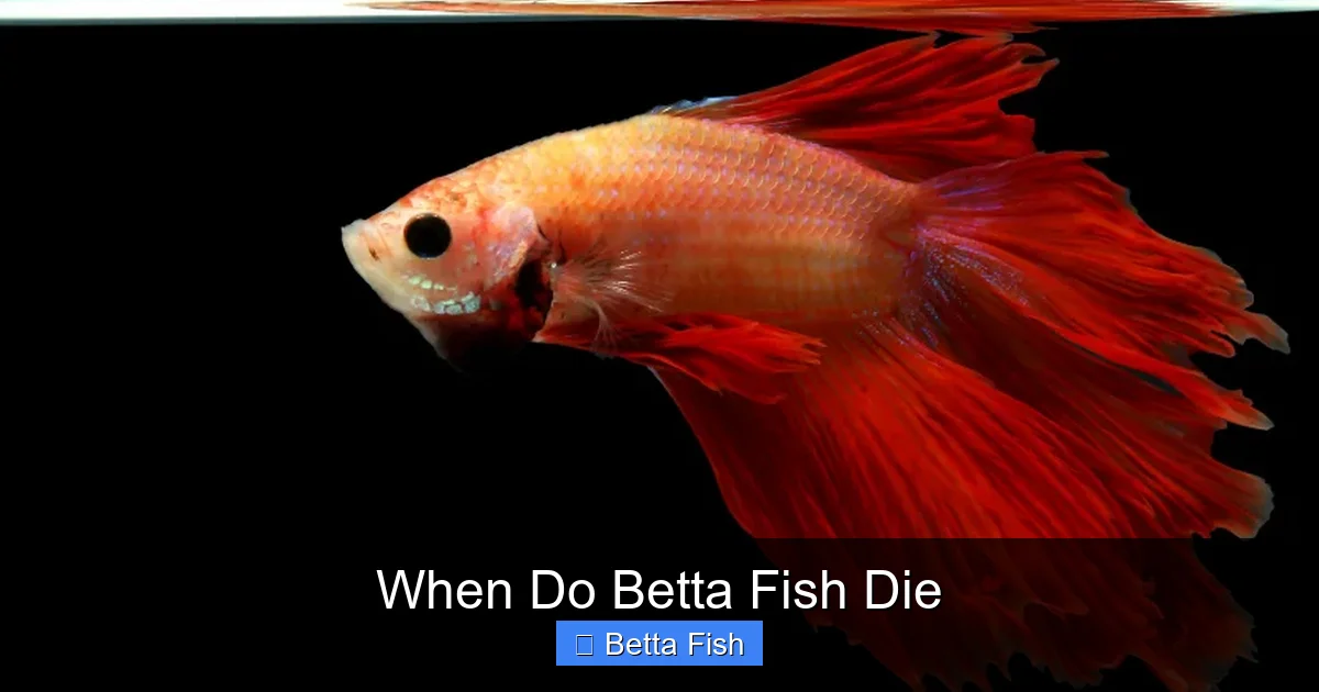 When Do Betta Fish Die