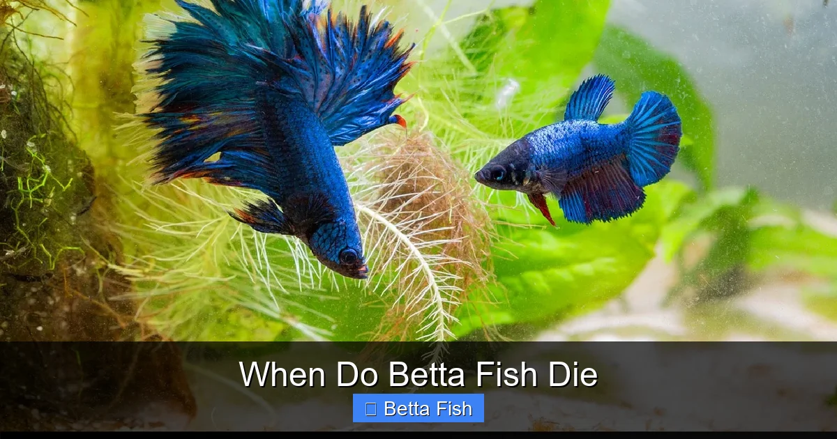 When Do Betta Fish Die