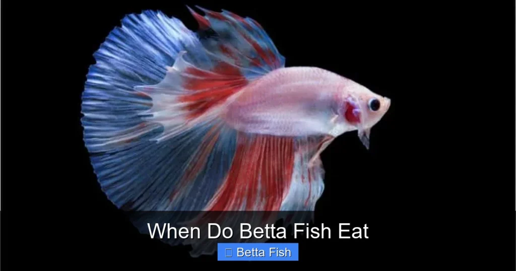 When Do Betta Fish Eat