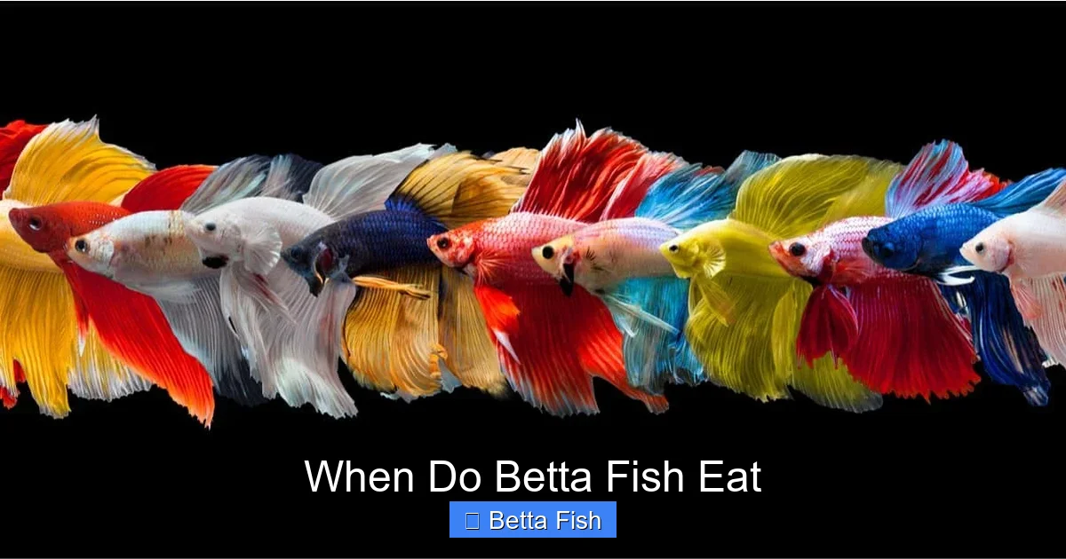 When Do Betta Fish Eat