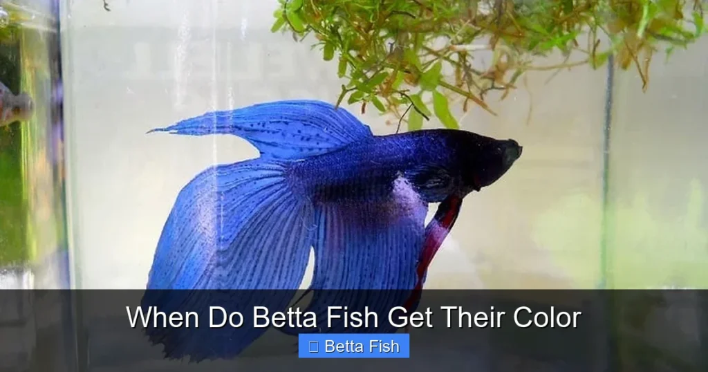 When Do Betta Fish Get Their Color