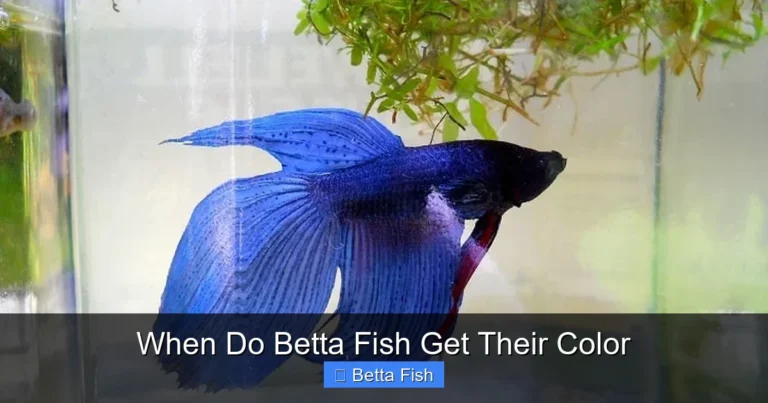When Do Betta Fish Get Their Color