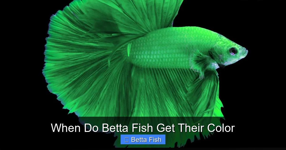 When Do Betta Fish Get Their Color