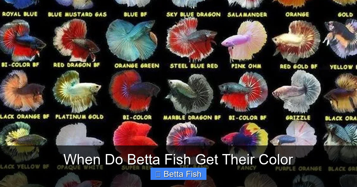 When Do Betta Fish Get Their Color