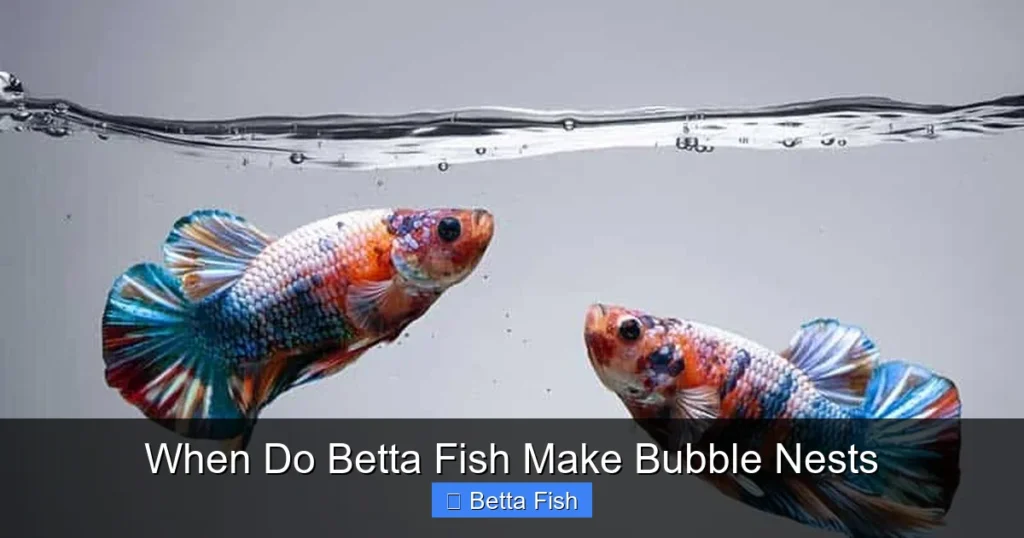 When Do Betta Fish Make Bubble Nests
