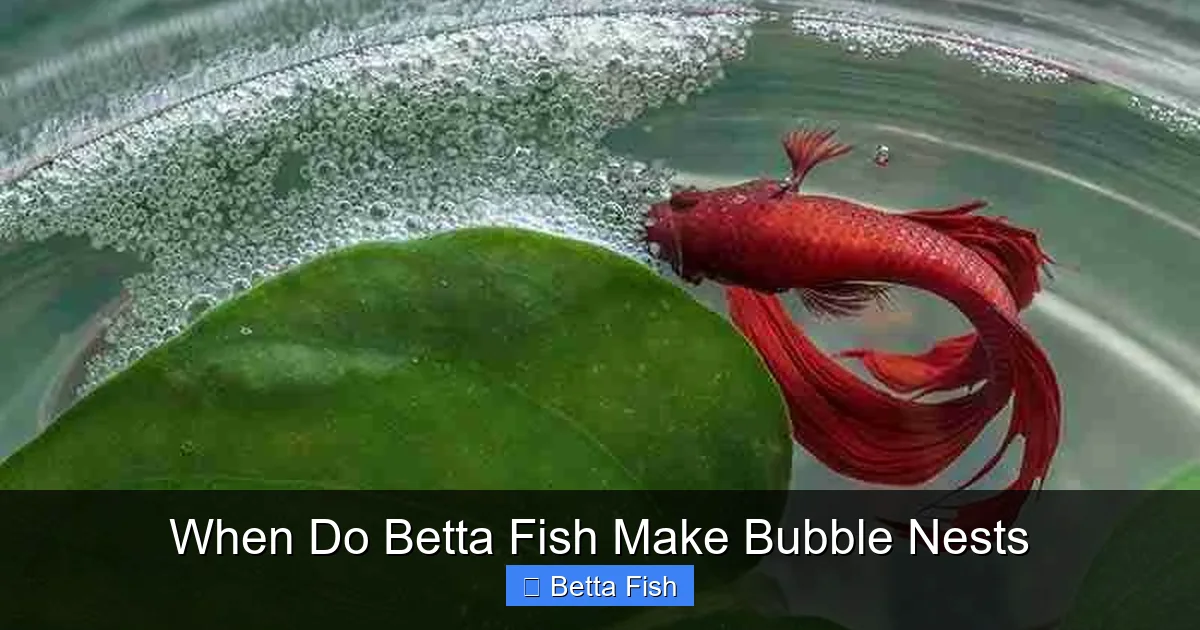When Do Betta Fish Make Bubble Nests