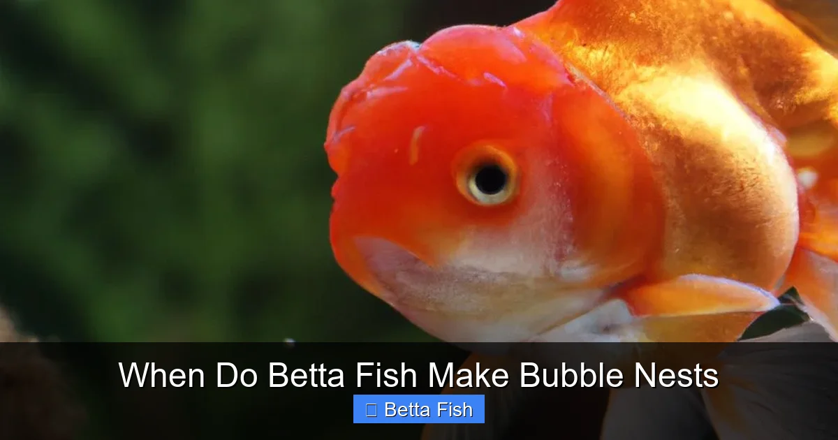 When Do Betta Fish Make Bubble Nests