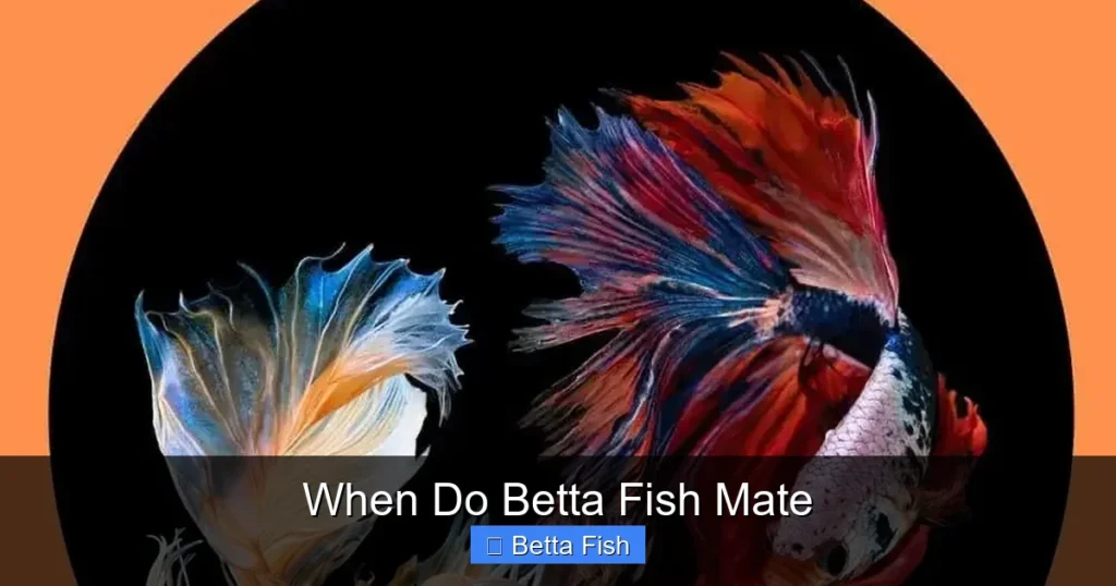 When Do Betta Fish Mate