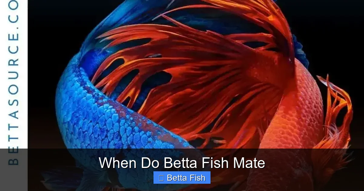 When Do Betta Fish Mate