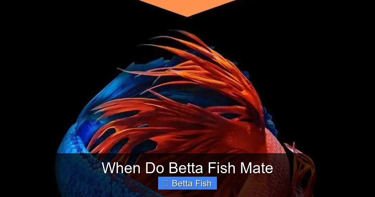 When Do Betta Fish Mate