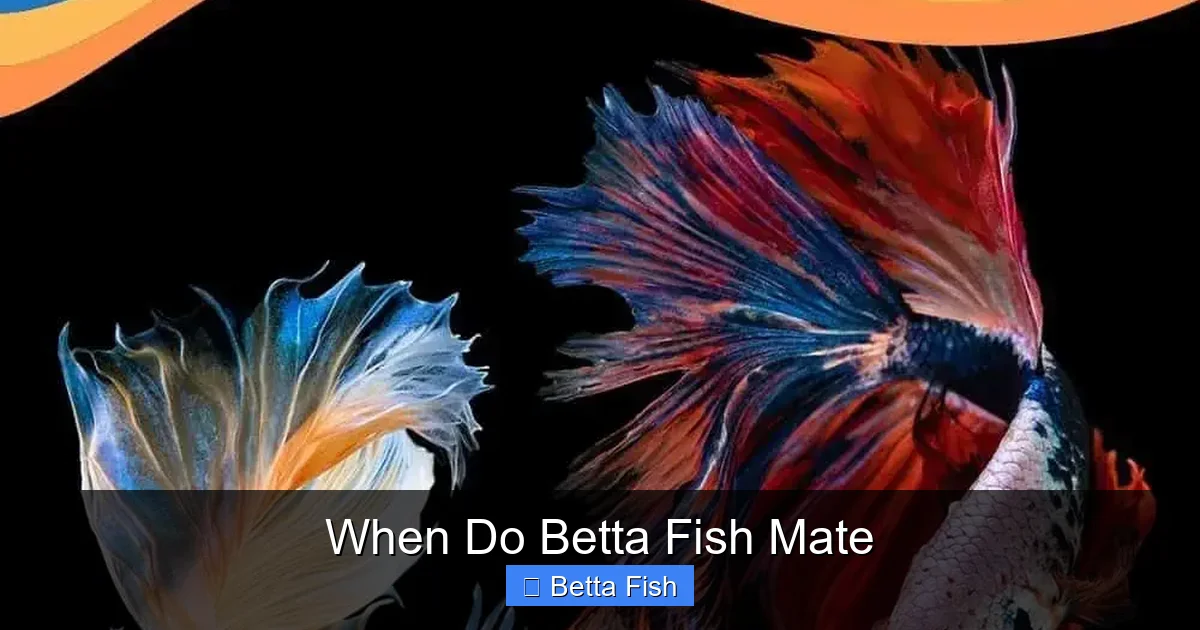 When Do Betta Fish Mate