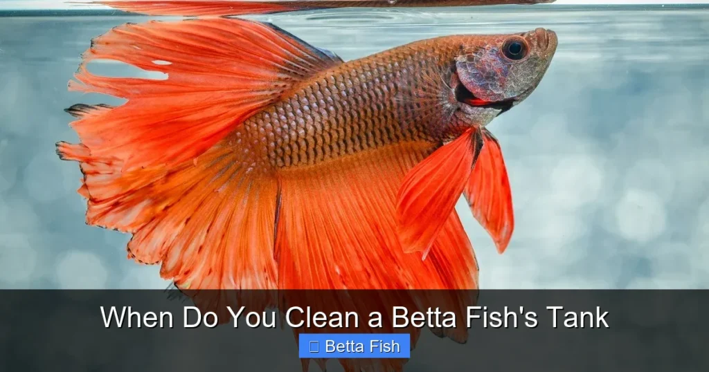 When Do You Clean a Betta Fish's Tank
