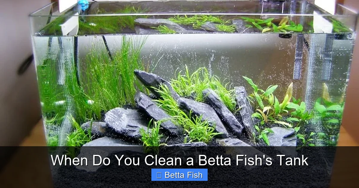 When Do You Clean a Betta Fish's Tank