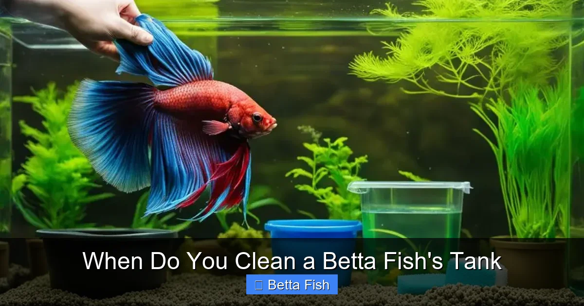 When Do You Clean a Betta Fish's Tank