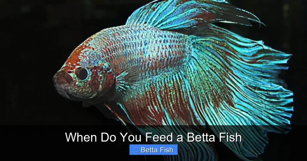 When Do You Feed a Betta Fish
